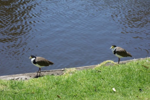 Masked Lapwing or Plover