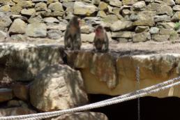 Macaque monkey times 2
