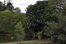 U of Q - Cockatoos in tree